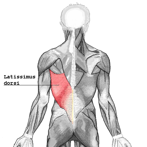 The Latissimus Dorsi